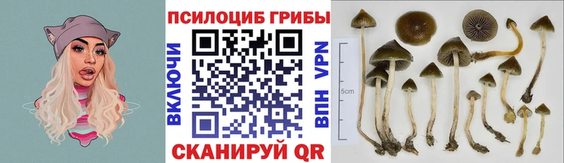 Купить  Электросталь  Галлюциногенные грибы Psilocybe 